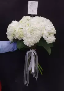 Photo of bouquet "Bouquet 9 White Hydrangeas “Silent Luminescence” Ayia Napa" — Flower delivery in Ayia Napa, photo 1 of 1