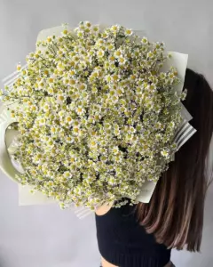 Photo of bouquet "Bouquet 51 Chamomiles in Paper Wrapping “Sunlit Whisper” Ayia Napa" — Flower delivery in Ayia Napa, photo 1 of 2