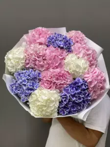 Photo of bouquet "Bouquet 13 Hydrangeas Paper Wrapping “Azure Whisper” Ayia Napa" — Flower delivery in Ayia Napa, photo 1 of 1