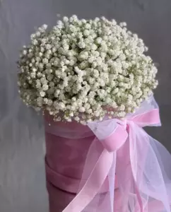 Photo of bouquet "Bouquet 31 White Gypsophila in Box “Silent Whispers” Ayia Napa" — Flower delivery in Ayia Napa, photo 1 of 1
