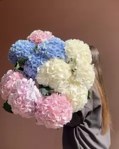 Photo of bouquet "Bouquet Hydrangeas 11 White Blue Pink “Silent Whispers” Ayia Napa" — Flower delivery in Ayia Napa, photo 1 of 1