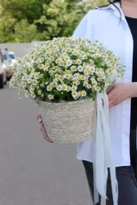 Photo of bouquet "Basket Chamomile 41 Cream White Green Paper Ribbon “Silent Meadow” Ayia Napa" — Flower delivery in Ayia Napa, photo 1 of 1
