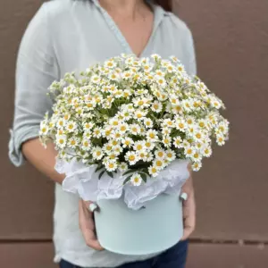 Photo of bouquet "Bouquet 41 Daisies in Box M “Sunlit Whispers” Ayia Napa" — Flower delivery in Ayia Napa, photo 1 of 1