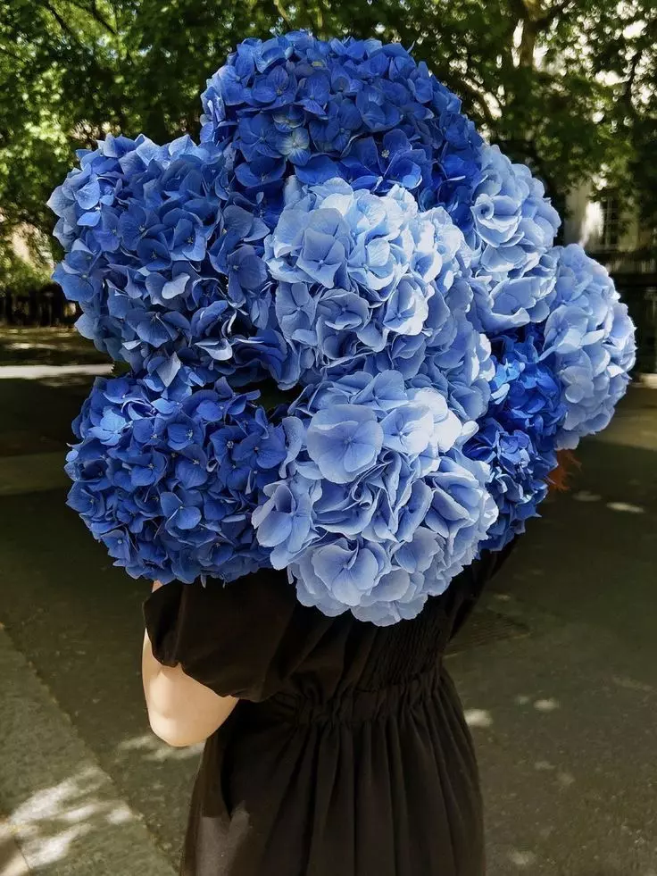 Order bouquet Bouquet 9 Navy Blue Hydrangeas Colored Ribbons “Velvet Murmurs” Bali with 10 flowers for 150 $, 210 $, 290 $ — photo 1 of 1