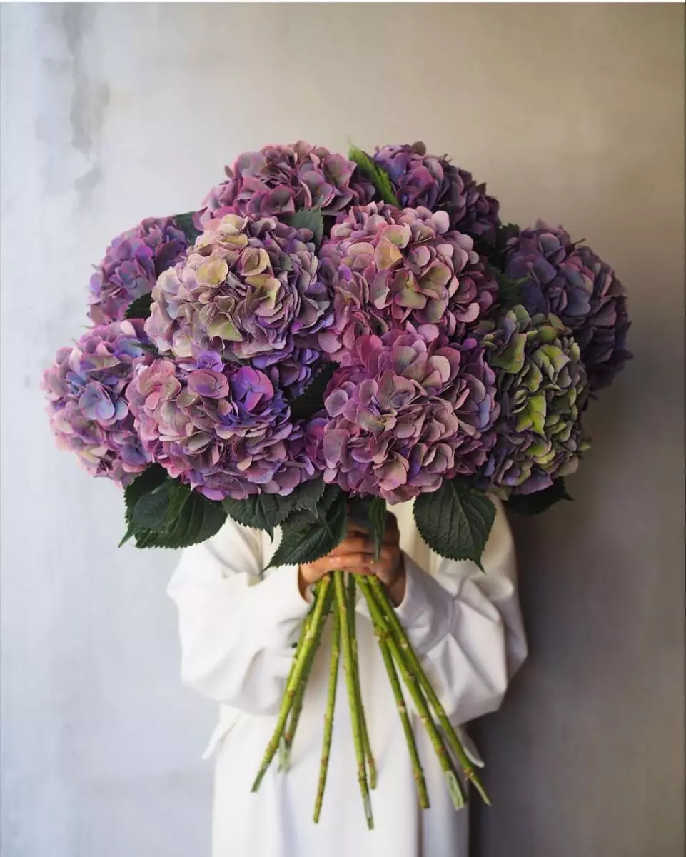 Order bouquet Bouquet 15 Blue Hydrangeas Azure Whisper Bali with 16 flowers for 250 $, 350 $, 490 $ — photo 1 of 1