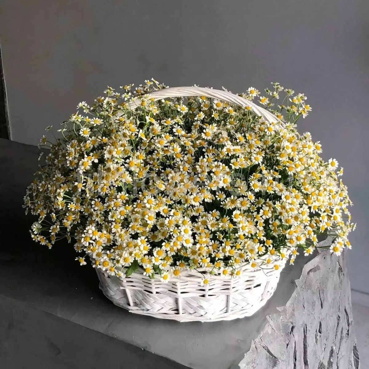 Order bouquet Bouquet 101 White Daisies Basket “Sunlit Whispers” Bali with 103 flowers for 300 $, 420 $, 580 $ — photo 1 of 1