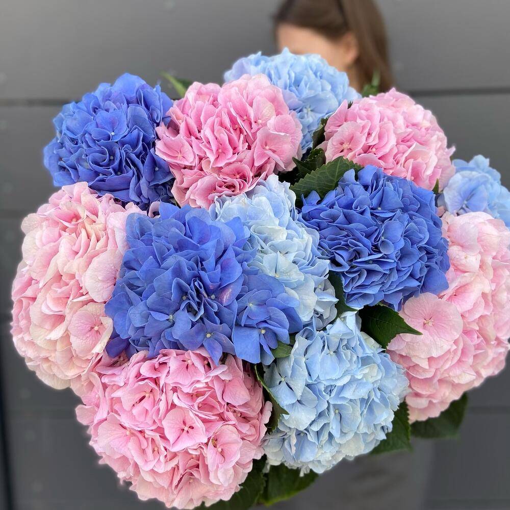 Arrangement Hydrangea 5 Chrysanthemum 10 Dianthus 7 “Silent Zephyr” Bangkok