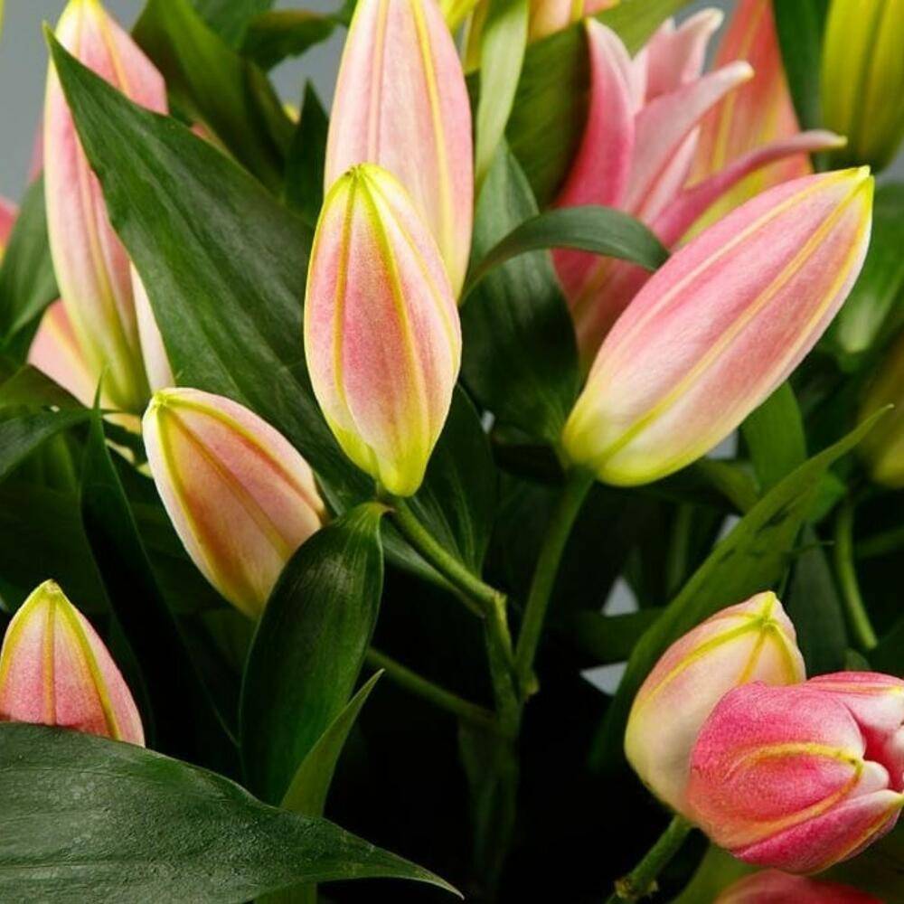 Bouquet French Roses 3 Pink Greenery “Blush Whisper” Belgrade
