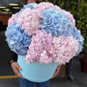 Photo of bouquet "Bouquet Of 13 Blue And Pink Hydrangeas “Azure Whisper” Da Nang" — Flower Delivery in Da Nang | Flowers Place, photo 1 of 1