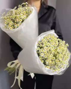 Photo of bouquet "Bouquet 21 Chamomiles in Paper Wrapping “Sunlit Whisper” Dubai" — Dubai - Flowers Delivery Flowers Place, photo 1 of 1