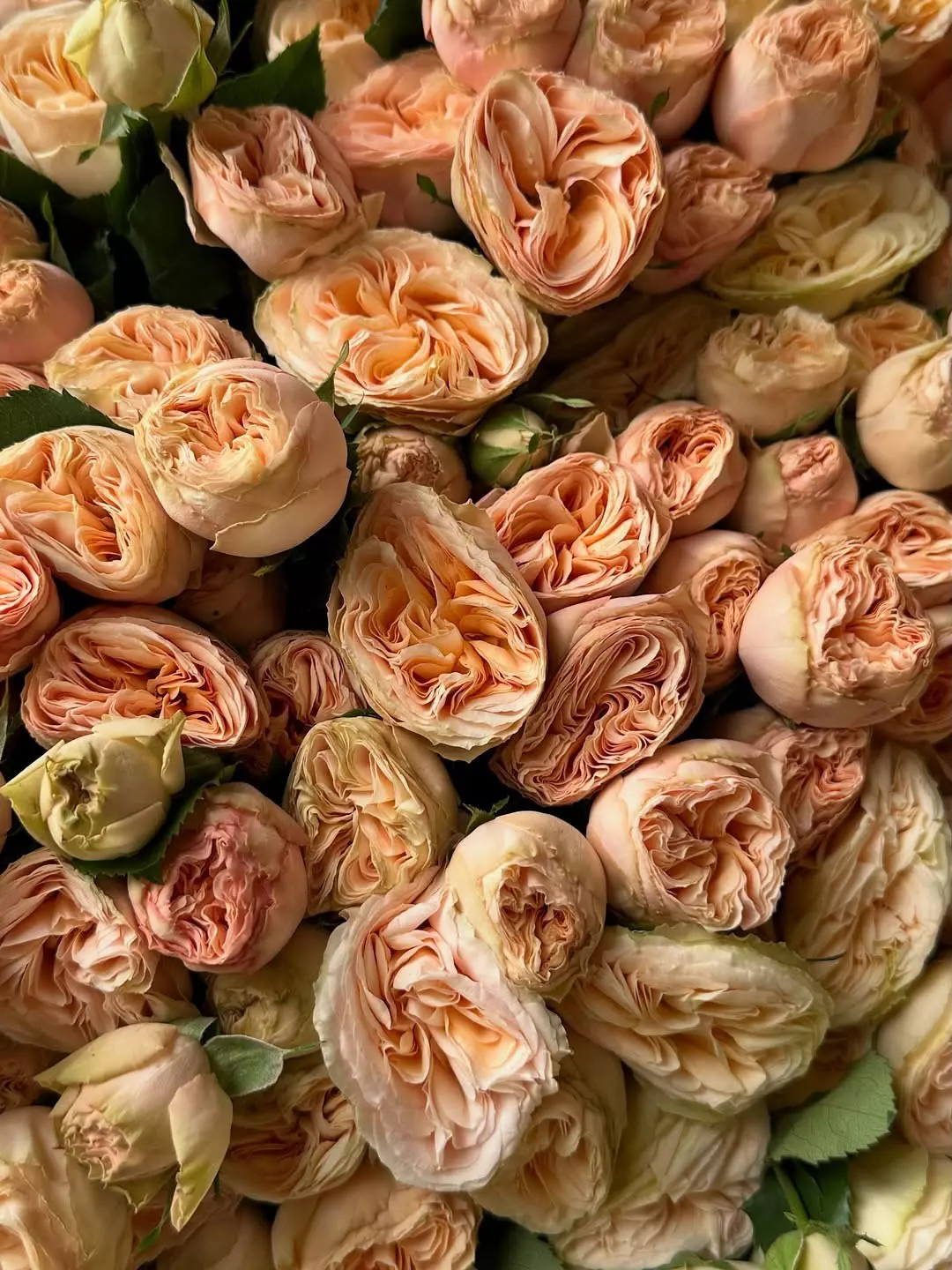 Bouquet photo 2: Bouquet of 101 roses — Flowers Place Bali