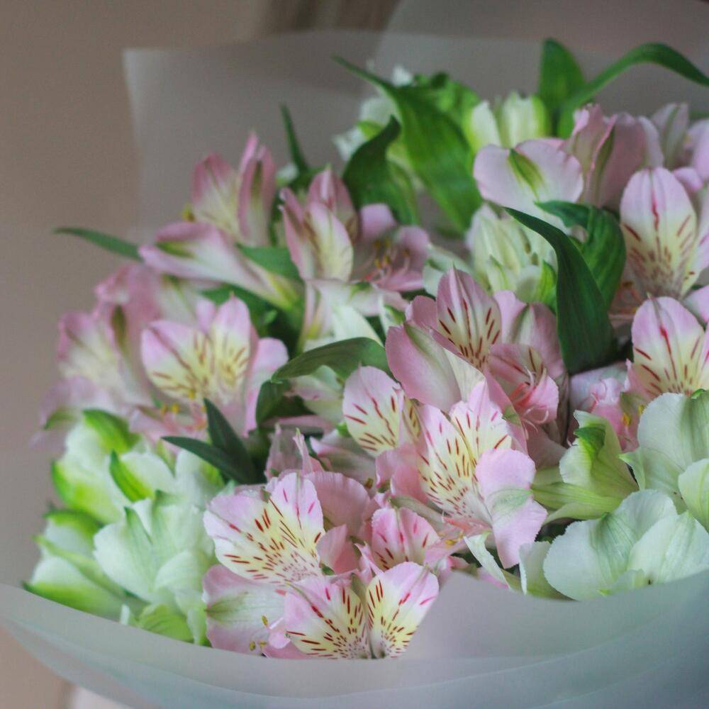 Arrangement Chrysanthemum 15 Dianthus 10 Rose 1 “Whispering Meadow” in Goa