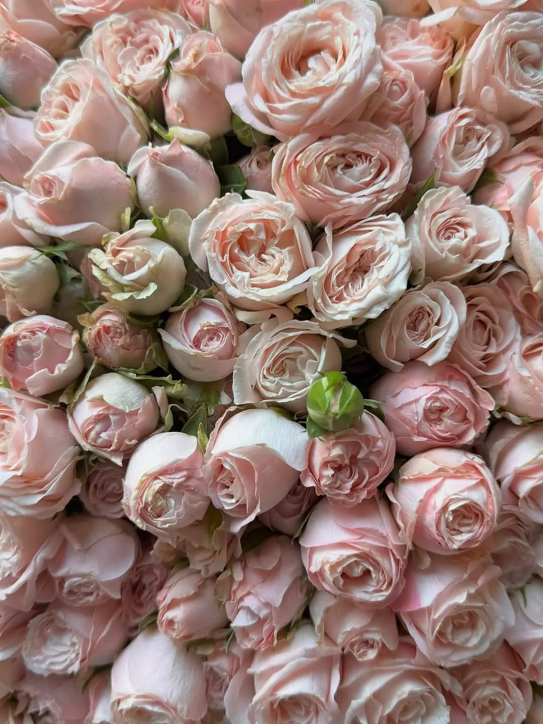 Bouquet photo 2: Bouquet of 101 roses — Flowers Place Bangkok