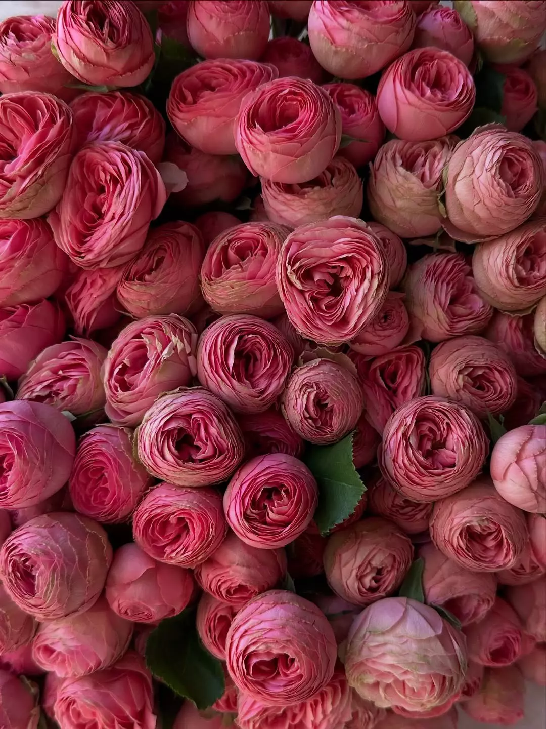 Bouquet photo 2: Bouquet of 51 roses — Flowers Place Phuket