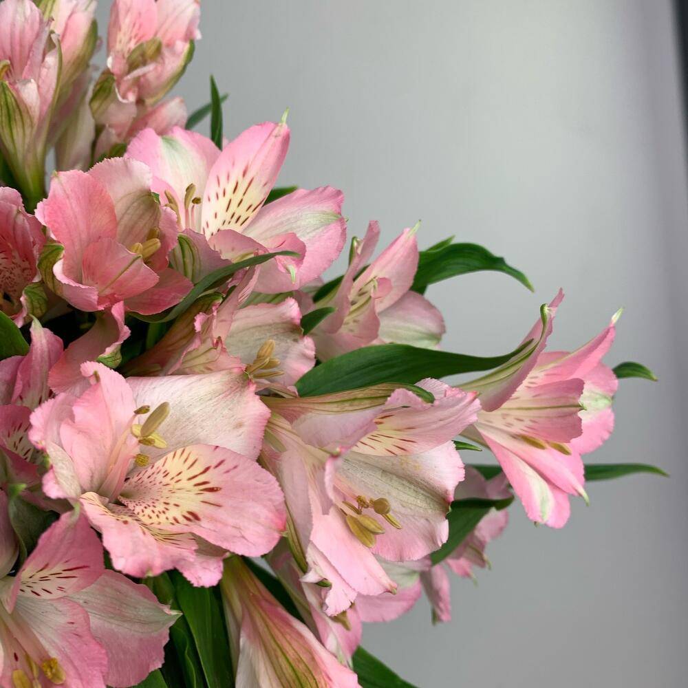 Bouquet White 11 Pink 10 Peonies “Silent Reverie” Larnaca