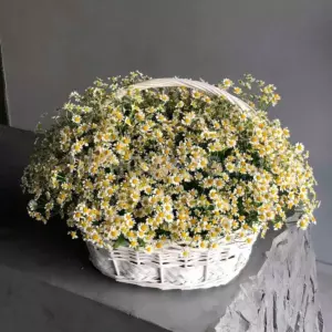 Photo of bouquet "Bouquet 101 Cream Daisies Ribbon Basket “Honey Murmurs” Phuket" — Phuket - Flowers Delivery Flowers Place, photo 1 of 1