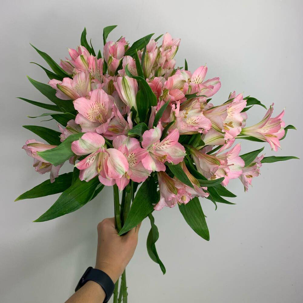 Bouquet 17 Pink Spray Roses Paper Wrap “Blush Whisper” Phuket
